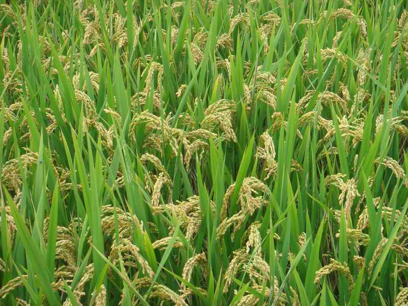 种植一亩地的火龙果投资要多少钱-如何种植火