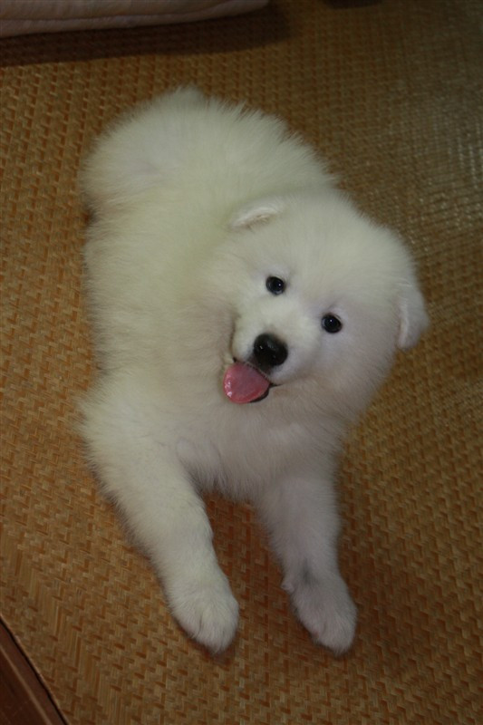 最近很想养只狗狗,求香油们帮帮忙提点意见啊