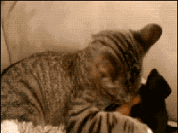 混了这么久,还不如一只喵呢!猫咪卖萌大集合!