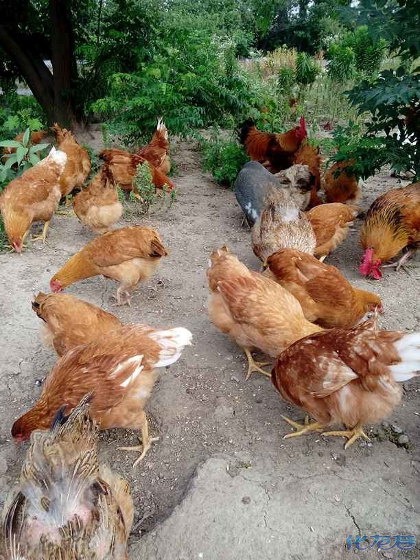 草鸡,草鸡蛋,自家鱼塘散养,草鸡25一斤,草鸡蛋