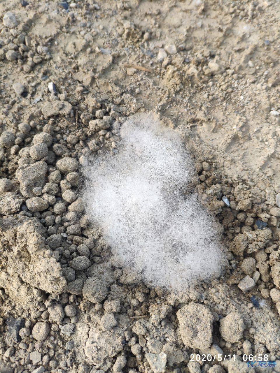 常州街头漫天飞舞的白色絮状物竟然是虫子?杨絮各处飘