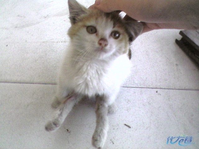 我现在无法再照顾立立,需要各位的帮助,实在不