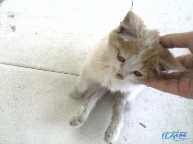 我现在无法再照顾立立,需要各位的帮助,实在不