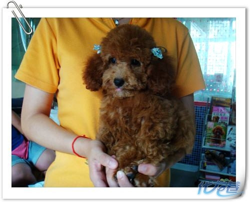 包子宠物店开心每一天|家有宠物-化龙巷