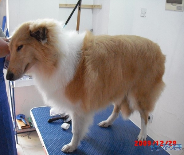 今天樱桃刚洗完澡,太阳很好,秀一下.6个半月啦