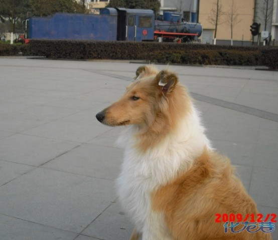 今天樱桃刚洗完澡,太阳很好,秀一下.6个半月啦