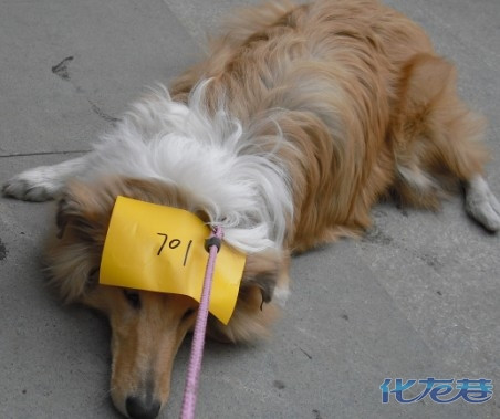 今天樱桃刚洗完澡,太阳很好,秀一下.6个半月啦