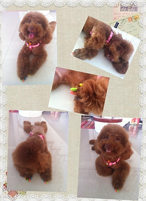 小泰迪<em>发情</em>了找个帅哥<em>哥</em>结婚|家有宠物-化龙巷