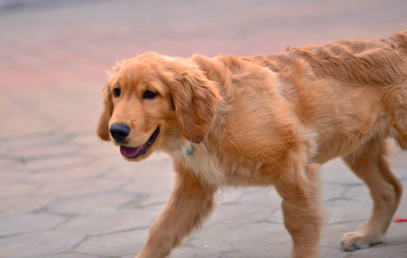 3月9日在浦南小区拍的狗狗,香油们看看怎么样
