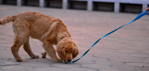 3月9日在浦南小区拍的狗狗,香油们看看怎么样