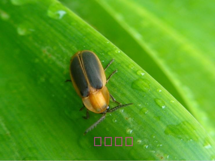 萤火虫为什么现在很少见了 305022_346a1364830878e86722b4ba2c583.png