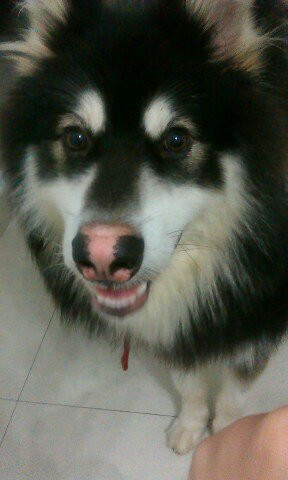 【阿拉斯加GG蒙蒙】大龄处男一枚,找老婆|家有