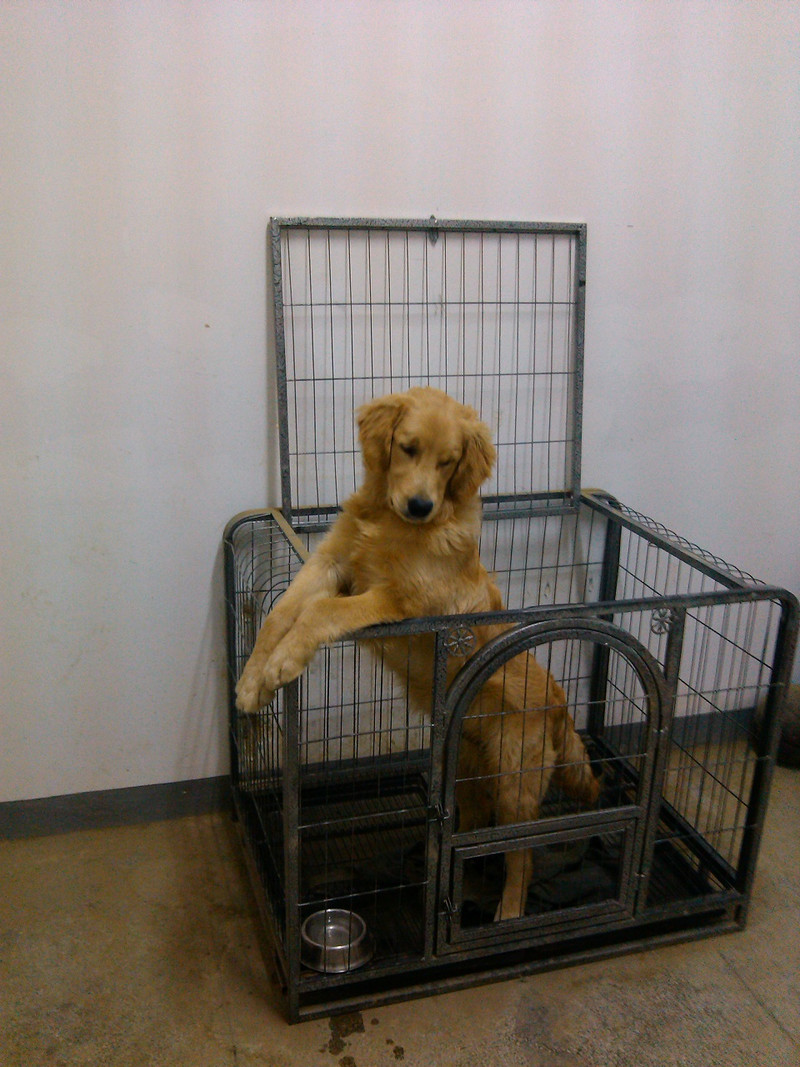 【金毛】想要找回自己的狗狗,请各位香油帮忙