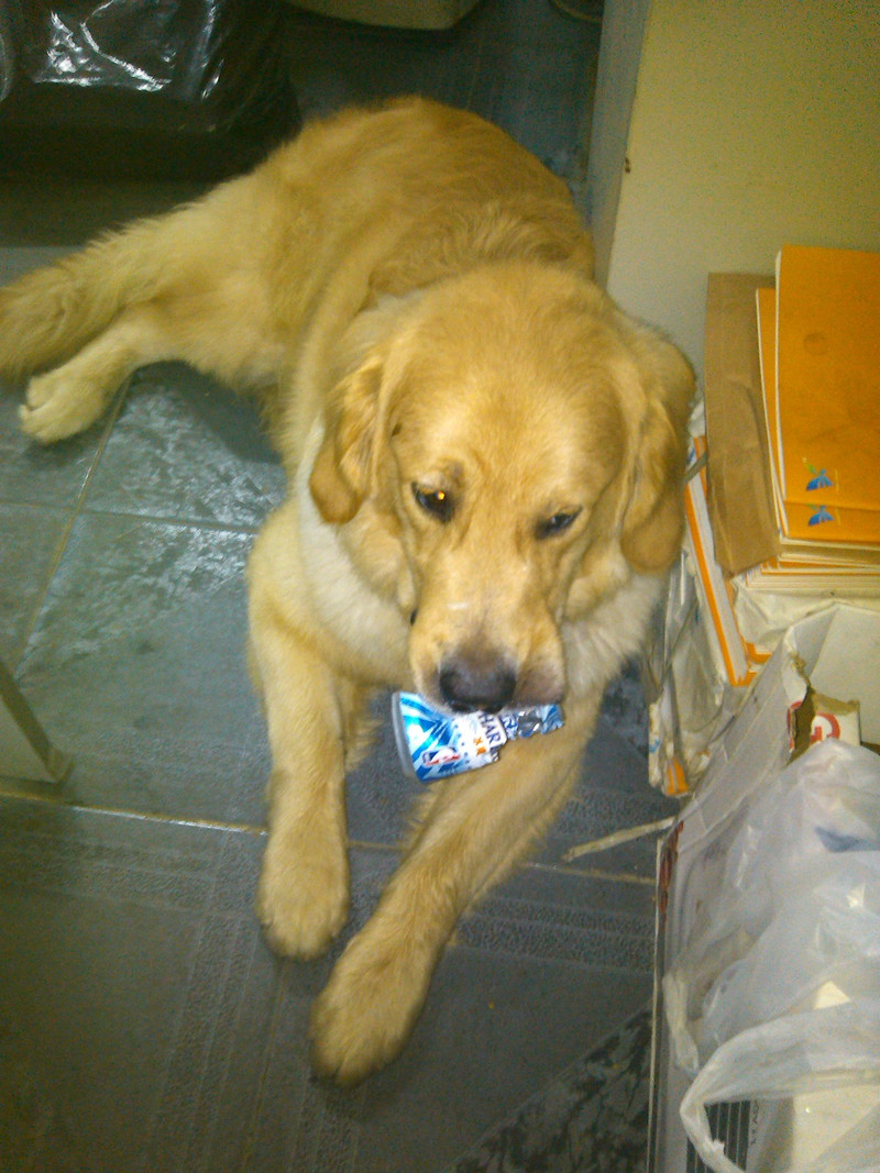 【金毛】想要找回自己的狗狗,请各位香油帮忙