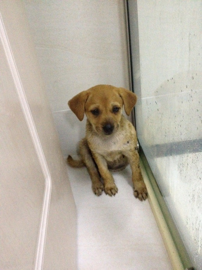 从朋友那边领养了一只狗~~香油看看是什么狗