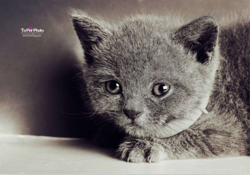 小猫咪的满月黑白大片 酷酷中带点柠萌!每个小