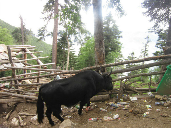 云南10日游,相比常州的天气那边凉爽多了!|游山