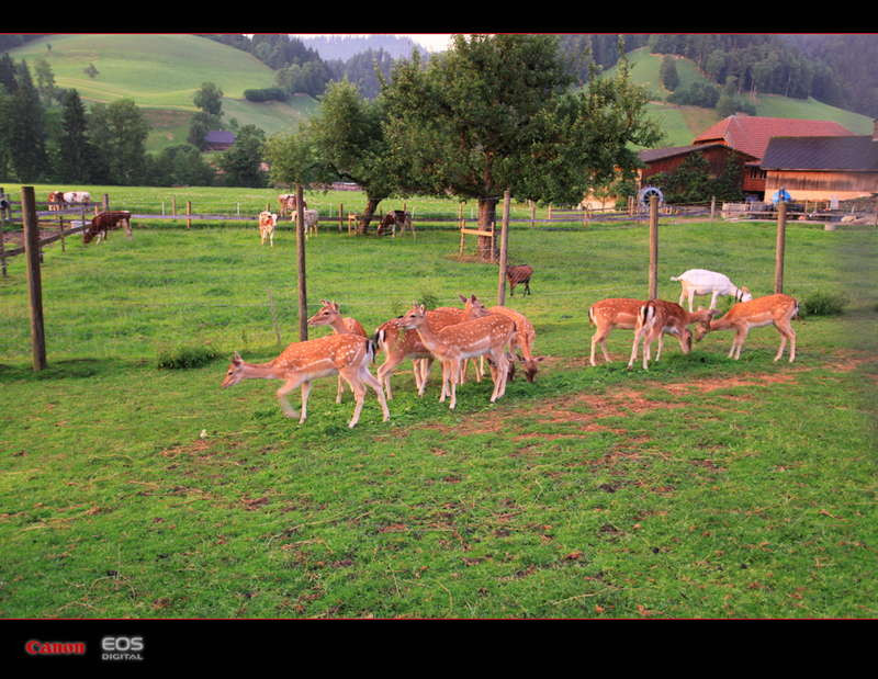 欧洲的屋脊!瑞士少女峰美景!当然瑞士的生活成