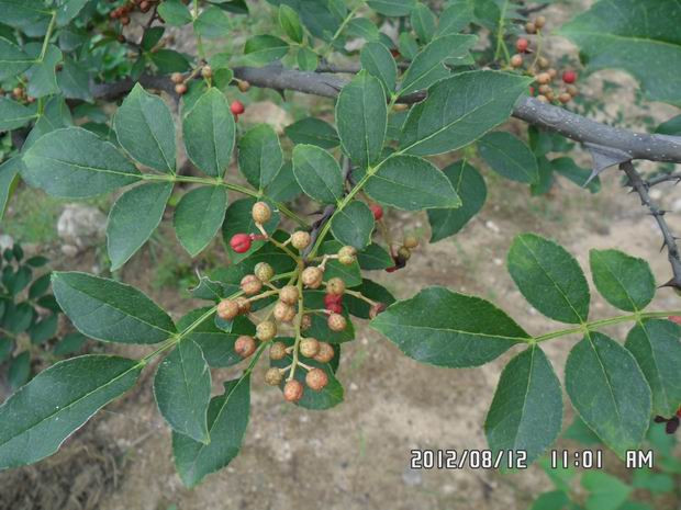 我敢说绝大部分常州人都没见过这玩意!亲戚到