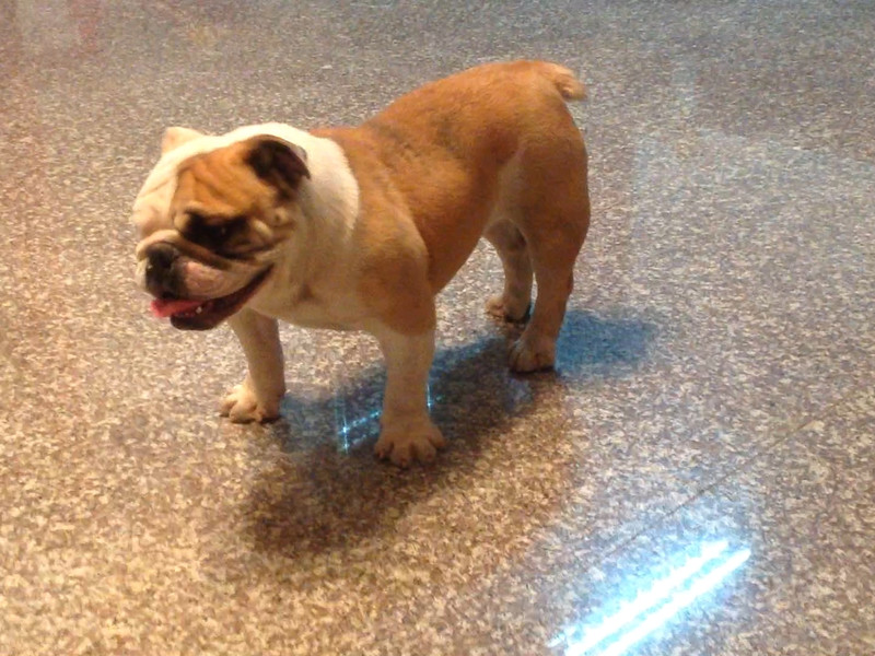 拉登-这名字霸气吗?|家有宠物