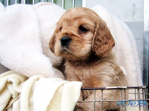 常州的狗狗真的好难卖呀,饱和了吗?郁闷死了!