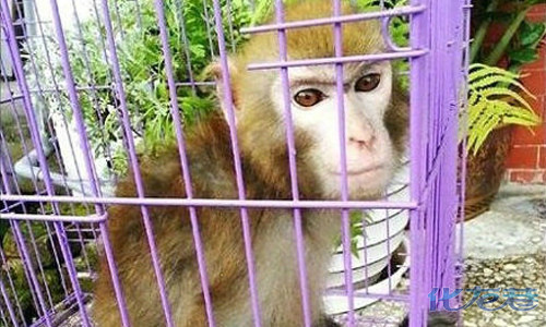 "猴界金城武"乱入便利店被捕,这猴子真是帅到没朋友啊,已经被美貌折服