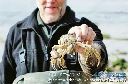 德国大闸蟹泛滥成灾,中国人舌尖上的美食被当肥料[伤心] .