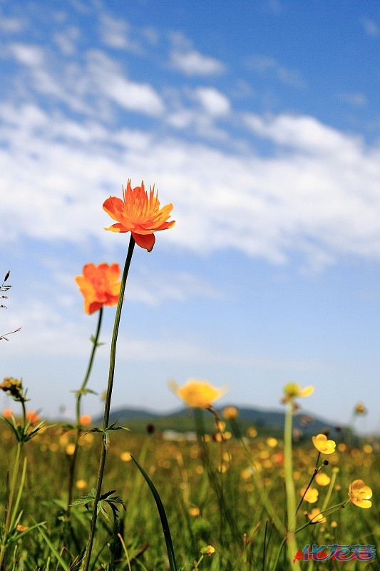 我的坝上行 七月的常州正是骄阳似火的夏季,但是去草原就感受截然不同