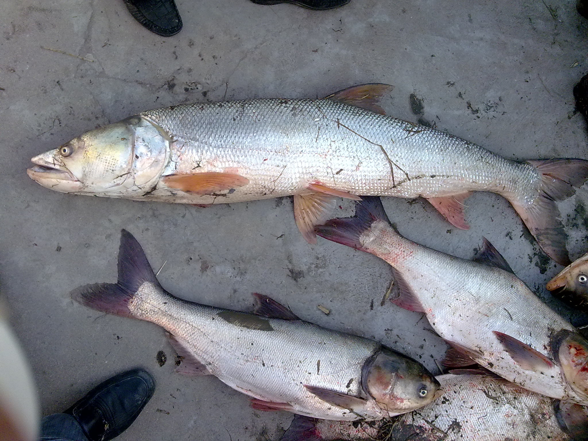 河裡居然有這種魚,你們見過嗎?附上實拍圖片,求科普.