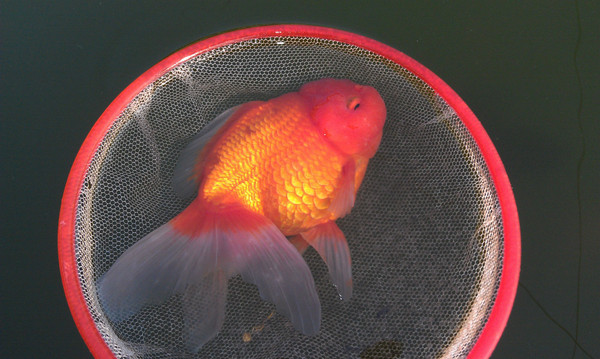 出2龄大泰狮三尾180元喜欢的联系我 13915891873