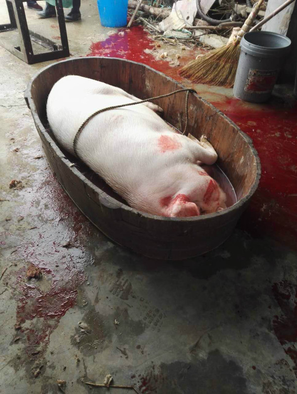 猪血放干净之后,开始烫猪了!