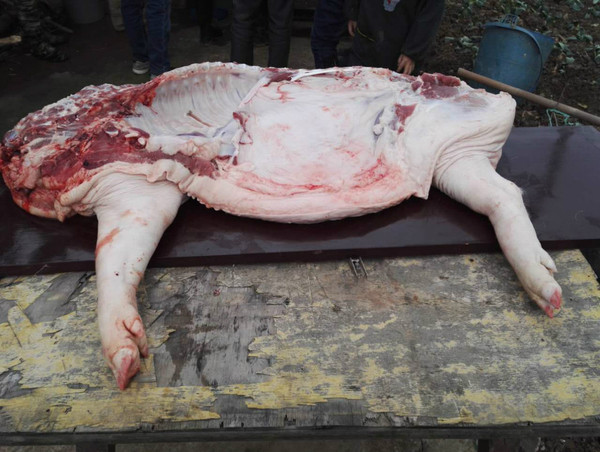 实拍金坛农村杀猪全过程城里多数人都没见过这场面血腥慎入